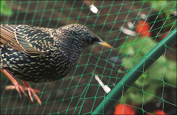 Green Knotted plastic mesh for bird control