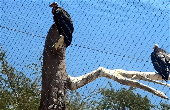 Anti Bird Galvanized Mesh for Poultry Chicken Net Against Flying Predators 