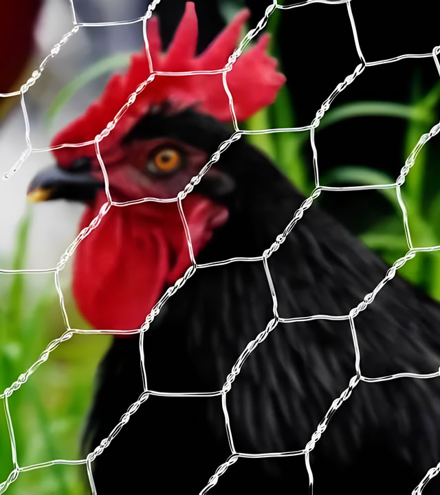 chicken hexagonal mesh