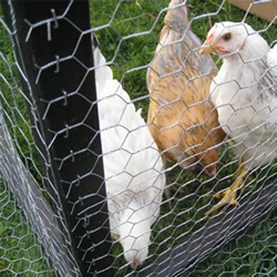 chicken hexagonal wire mesh