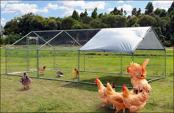 Wire mesh cage chicken coop