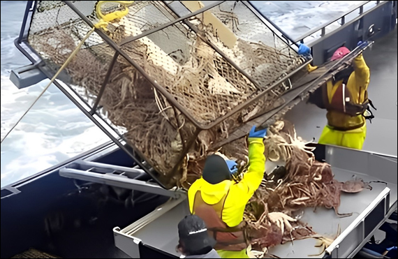 Galvanized Wire Netting for Crab Trapping