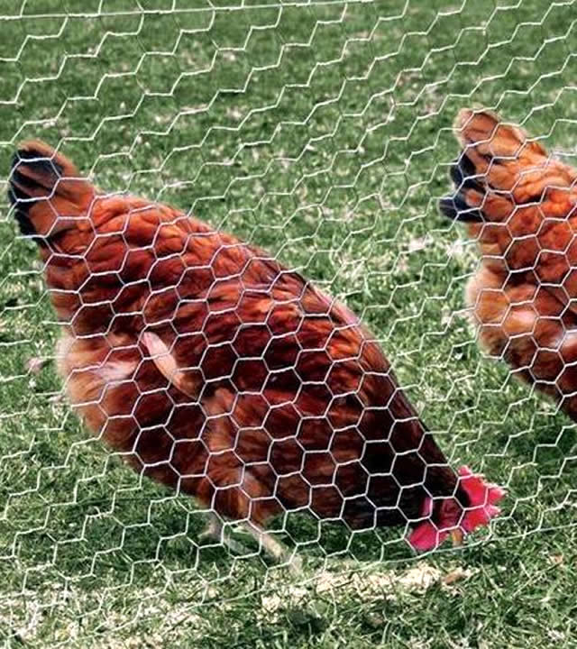 hexagonal wire chicken coops