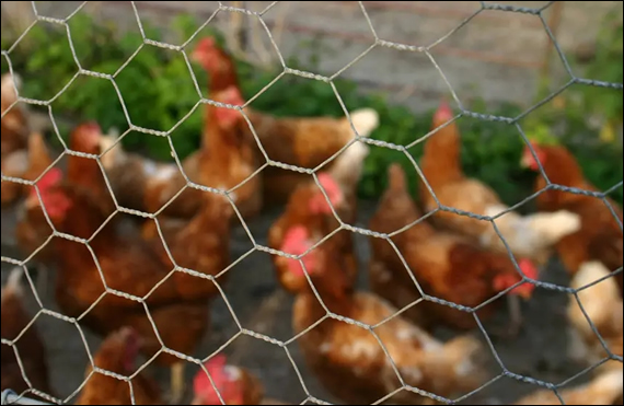 Hexagonal Wire Mesh Poultry Fencing: Chicken Coop Fence and T-Post 