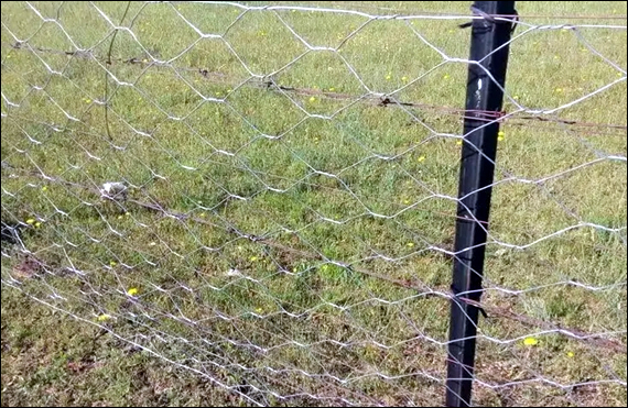 Poultry Fencing fixed with Steel Posts for Poultry Farming