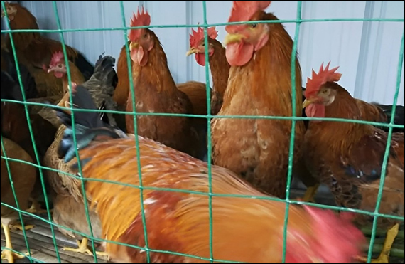 Welded wire poultry fence boasts a variety of mesh opening sizes and wire gauges