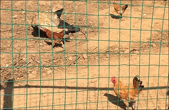 Welded wire mesh poultry netting