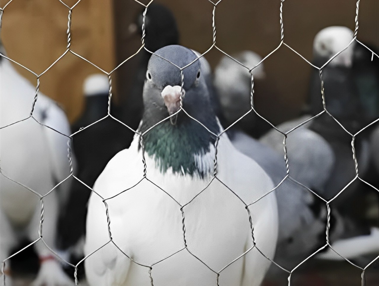 Bird Aviary Poultry Netting