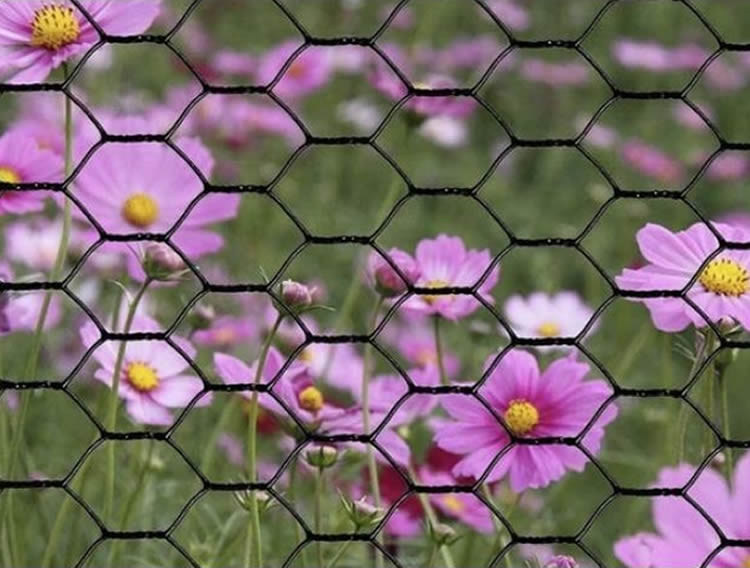 Hexagonal Poultry Garden Fencing