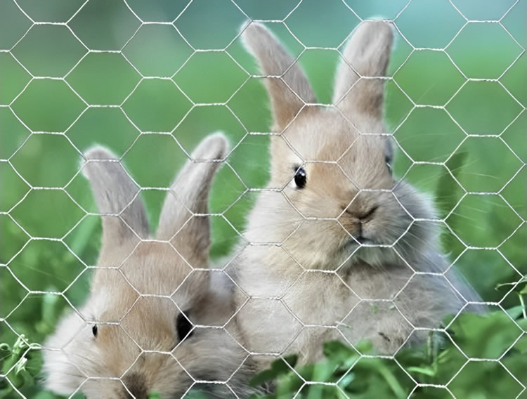 Rabbit Hutch Poultry Netting