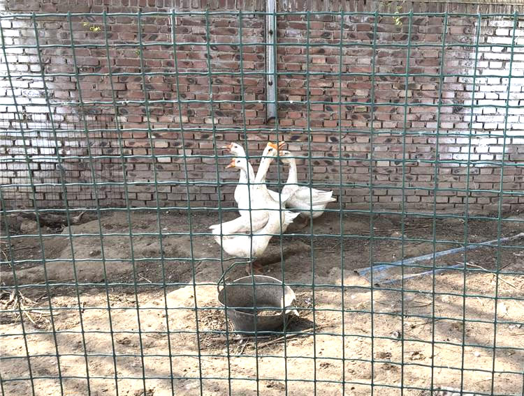 Welded Wire Poultry Fence